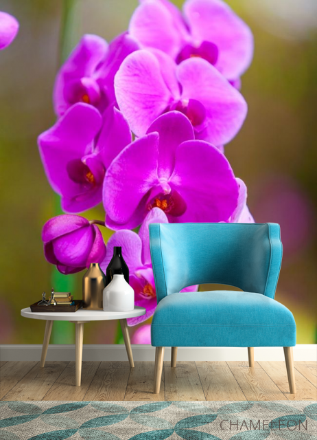 Фотообои ветка орхидеи - 4