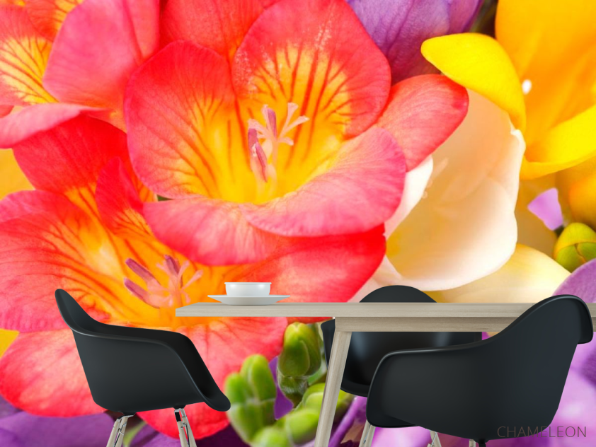 Фотошпалери Закруглені тюльпани - 1