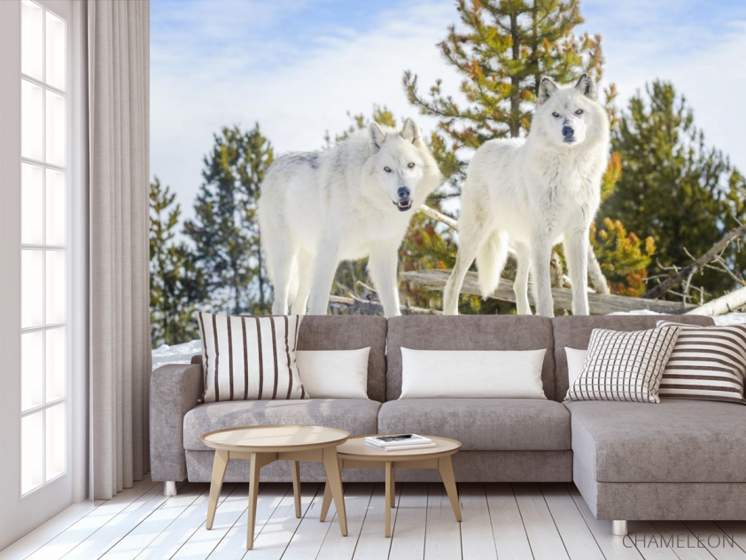 Фотообои два белых волка на снегу - 3