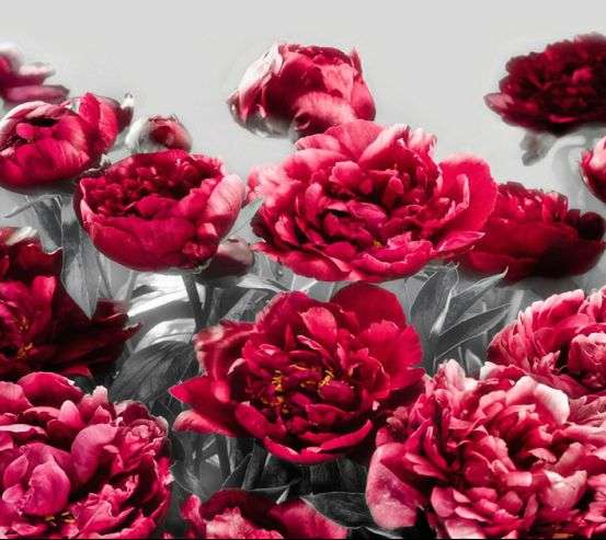 Фотообои Бордовые пионы Фотообои Бордовые пионы 20029