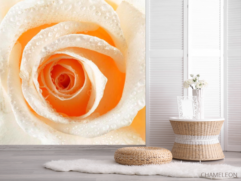 Фотошпалери Кремова троянда макро-зйомка - 2