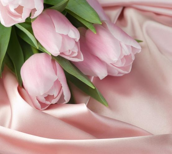 Фотошпалери рожеві тюльпани на рожевої тканини 20363