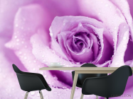 Фотошпалери троянда - 1