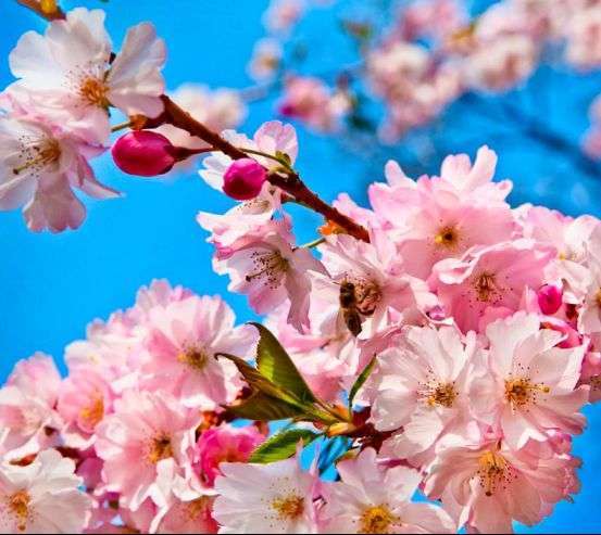 Фотообои Соцветия шиповника 5596