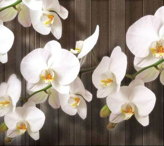 Фотообои Белые орхидеи на дереве Фотообои Белые орхидеи на дереве 20031