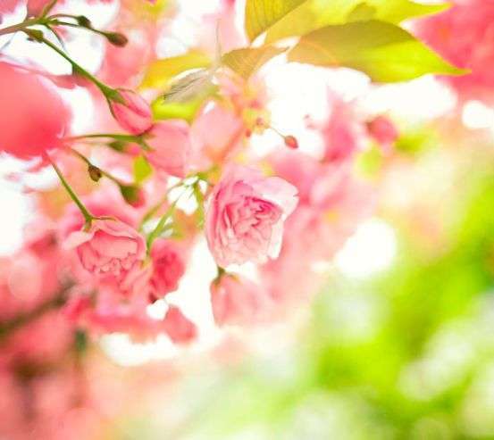 Фотообои Цветущее дерево 19821