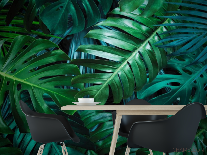 Фотошпалери листя монстери - 1