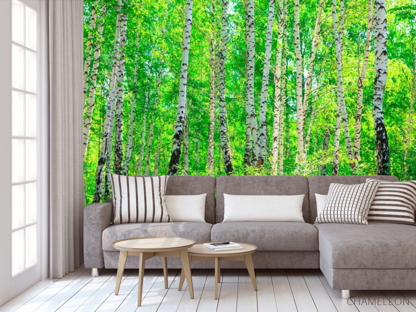 Фотообои Тень, березы - 3