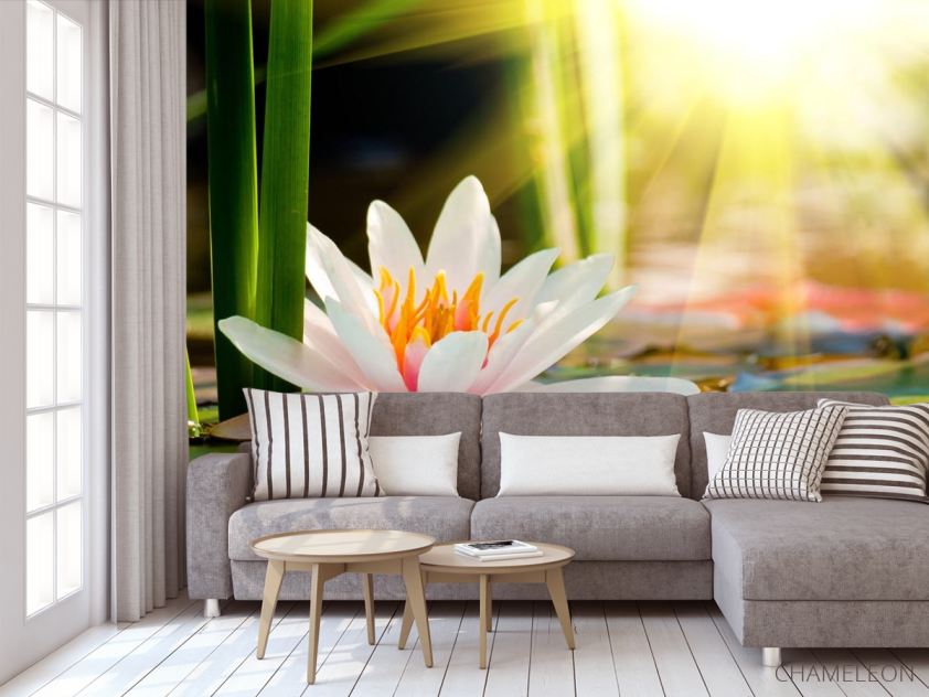 Фотообои белая водяная лилия - 3