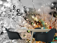 Фотошпалери кульбаба з росою - 1