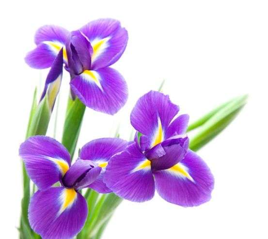 Фотообои Анютины глазки фиолетовые Фотообои Анютины глазки фиолетовые 1394