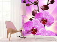 Фотошпалери леопардова орхідея з сяйвом - 4