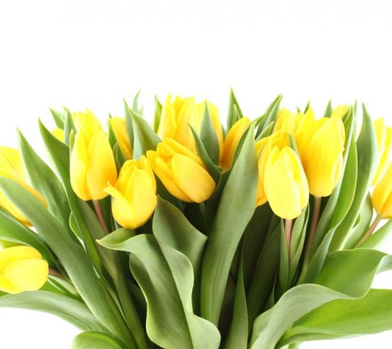 Фотообои желтые тюльпаны 20591