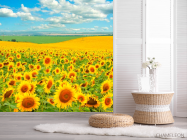 Фотошпалери Поле, засіяне соняшниками - 2