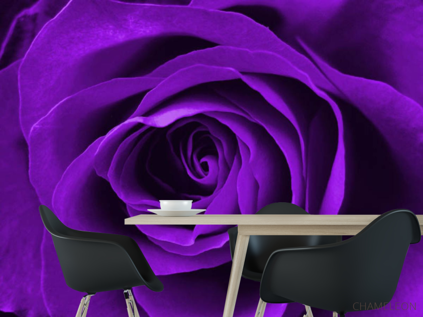 Фотошпалери Фіолетова троянда - 1