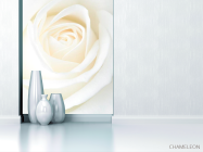 Фотообои Белая распустившаяся роза - 1