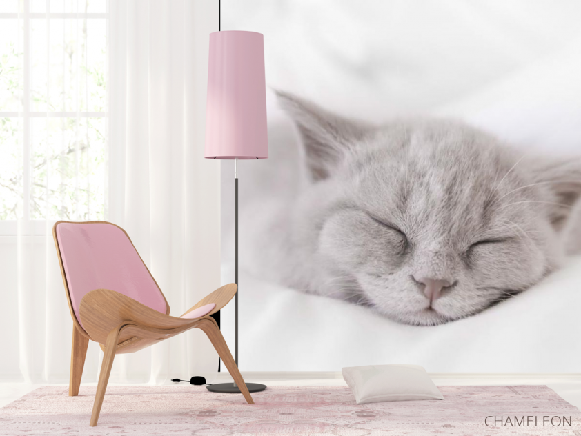Фотошпалери сіре кошеня спить - 4