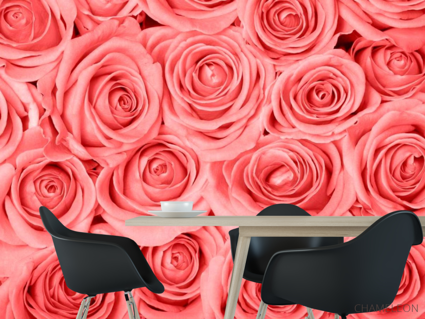 Фотошпалери Кремово-рожеві троянди - 1