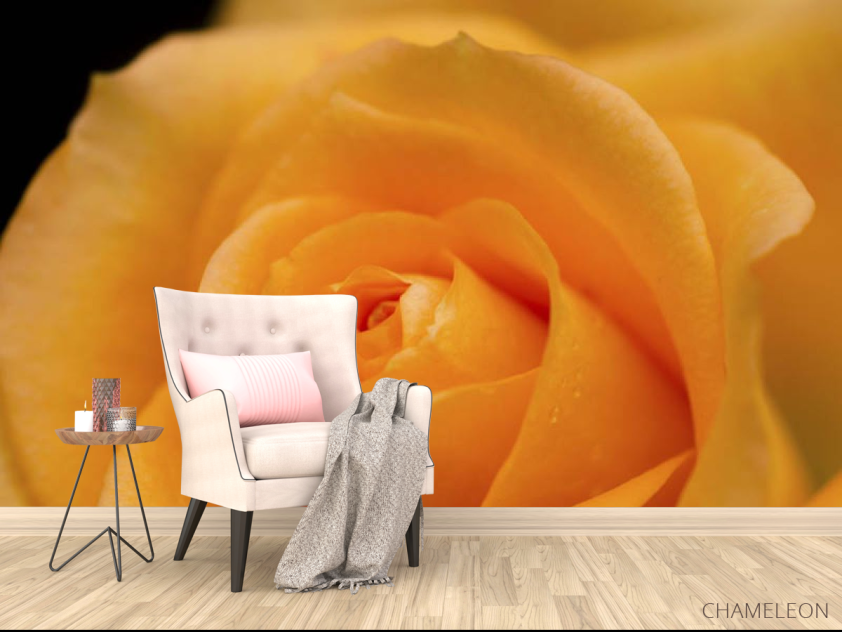 Фотообои оранжевая роза - 4