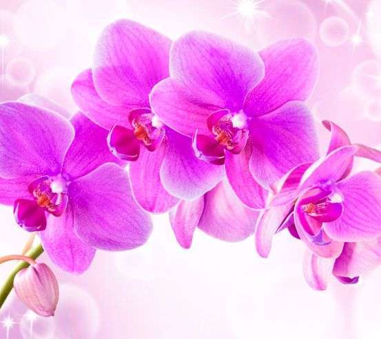 Фотообои Орхидеи 20212