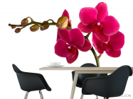 Фотошпалери Гілка бардових орхідей - 1
