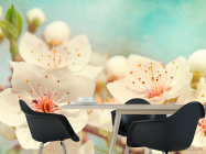 Фотошпалери Суцвіття квітів черешні - 1