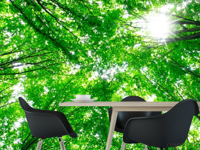 Фотошпалери Дерева, світло - 1