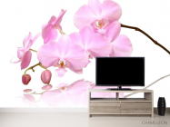 Фотообои Розово-белые орхидеи - 2