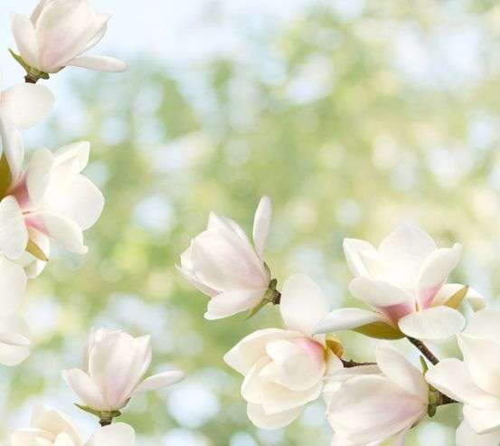 Фотообои Цветы магнолии Фотообои Цветы магнолии 22893