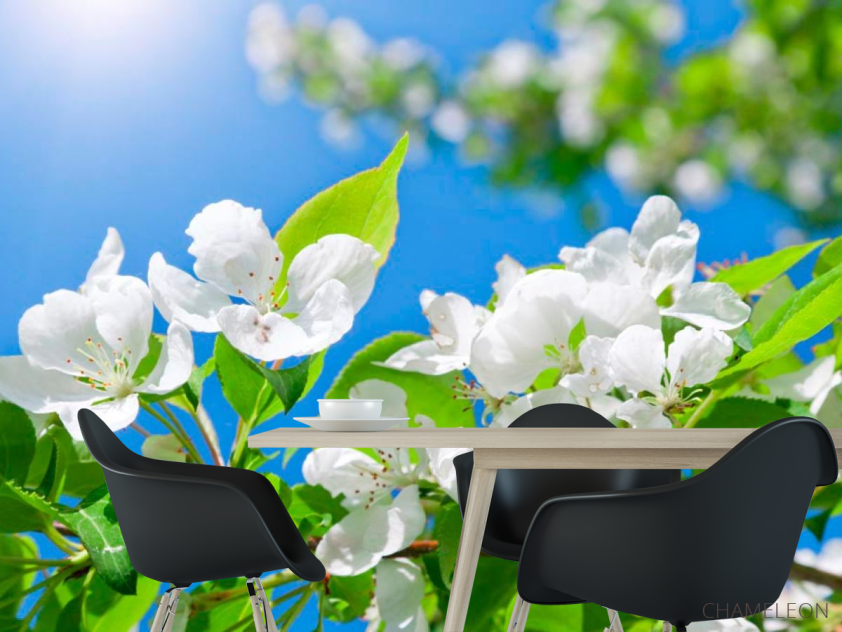 Фотошпалери Квіти білі маленькі - 1