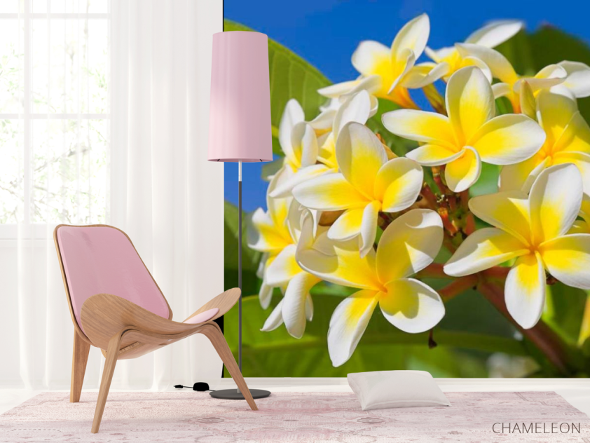 Фотошпалери Жовто-білі квіточки - 4