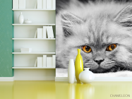 Фотошпалери Сіре кошеня - 3