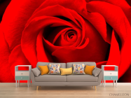 Фотообои Красная роза - 1