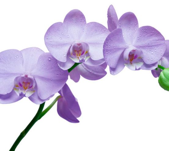 Фотообои Орхидеи сиреневые 5113
