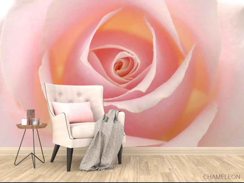 Фотообои Розочка кремовая - 4