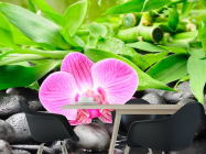 Фотошпалери Орхідея на каменях - 1