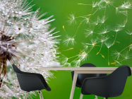 Фотошпалери Кульбаба летить - 1