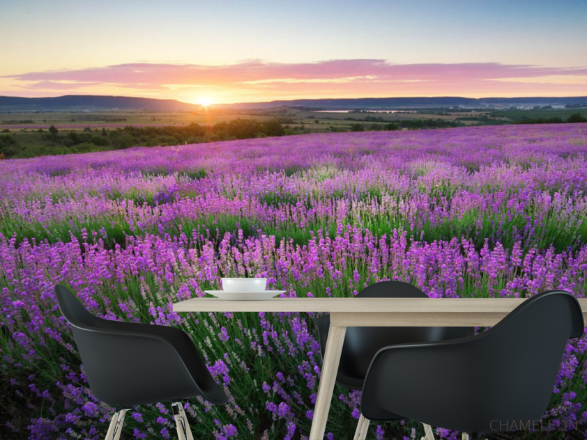 Фотошпалери Лавандове поле - 1