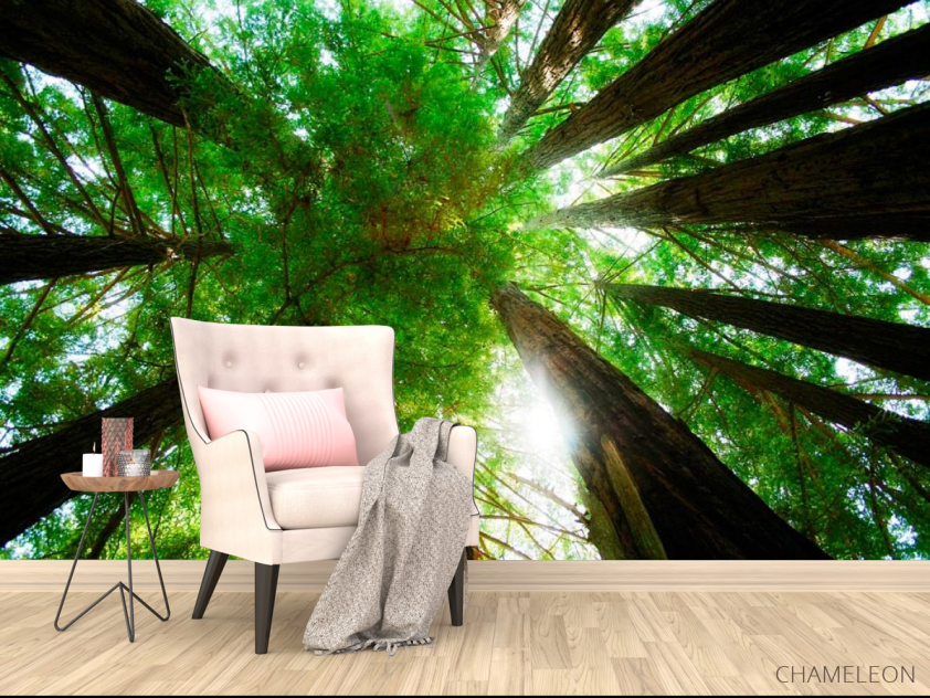 Фотообои Деревья, вверх - 4