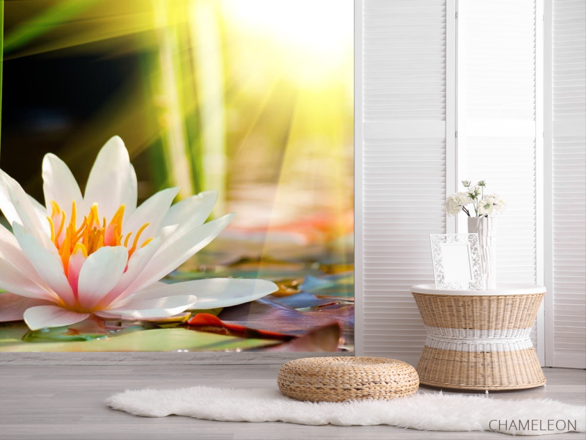 Фотошпалери біла водяна лілія - 2