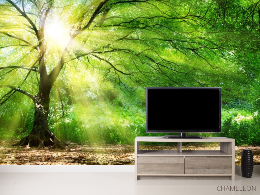 Фотообои солнце сквозь крону - 2