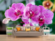 Фотообои Орхидеи в розовую крапинку - 1