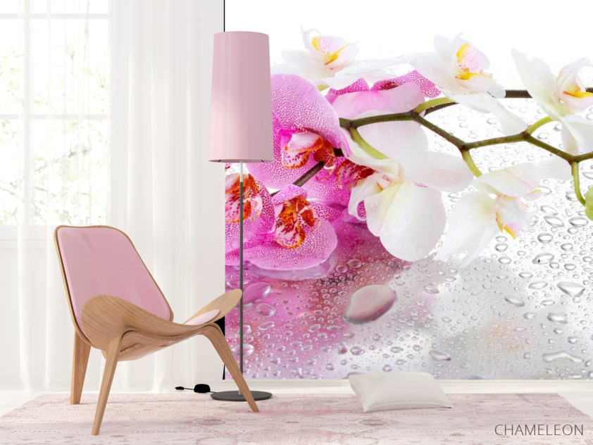 Фотошпалери Орхідеї рожеві і білі - 4