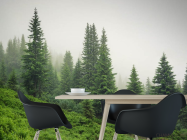 Фотошпалери ліс в тумані - 1