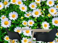 Фотошпалери ромашки і зелень - 1