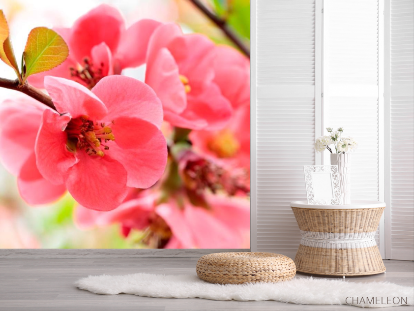 Фотошпалери Квітка яблуні - 2