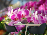 Фотошпалери Рожеві орхідеї цвітуть - 1