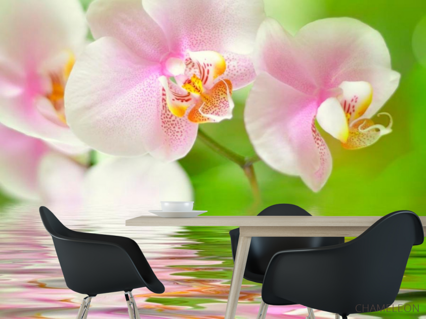 Фотообои Орхидеи розово-белые - 1