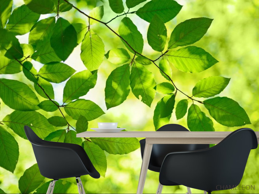 Фотошпалери зелене листя на дереві - 1
