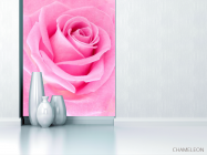 Фотообои Макро-съемка розовой розы - 1